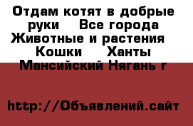 Отдам котят в добрые руки. - Все города Животные и растения » Кошки   . Ханты-Мансийский,Нягань г.